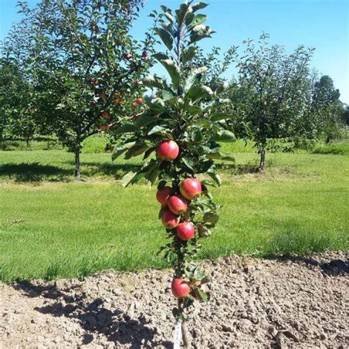Fruit Trees For Sale Cincinnati Fruit Trees
