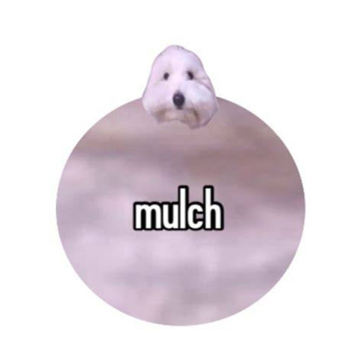 mulch dog orbular Mulch Gang for Life Know Your Meme