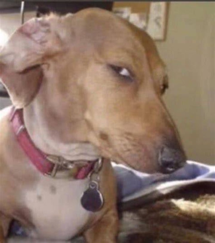 sus dog flip Side Eye Dog Know Your Meme