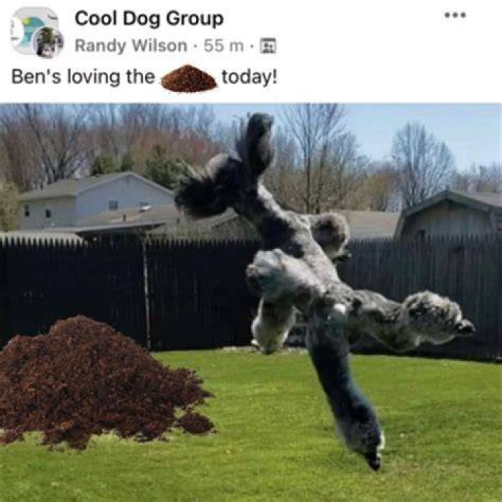 Unleashing Laughter: The Hilarity Of The Mulch Dog Meme